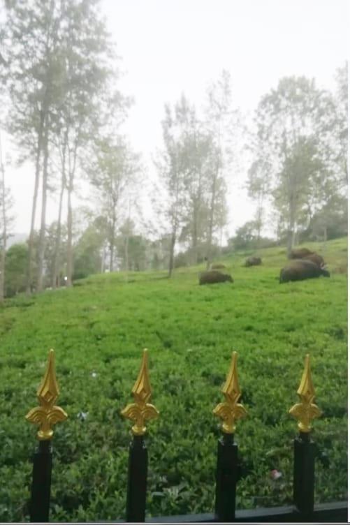 Franc Villa - Kothagiri Kotagiri Esterno foto